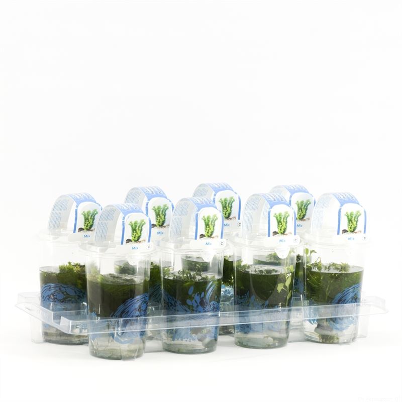 Waterplkw R. Moerings Waterplants (Oxygen) mix Pack of 8