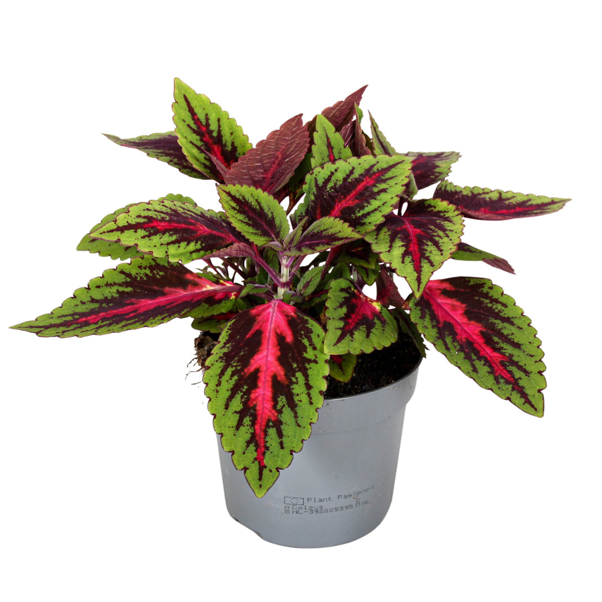 Coleus blu. Main Street Ruby Road 20cm 13cm Pot
