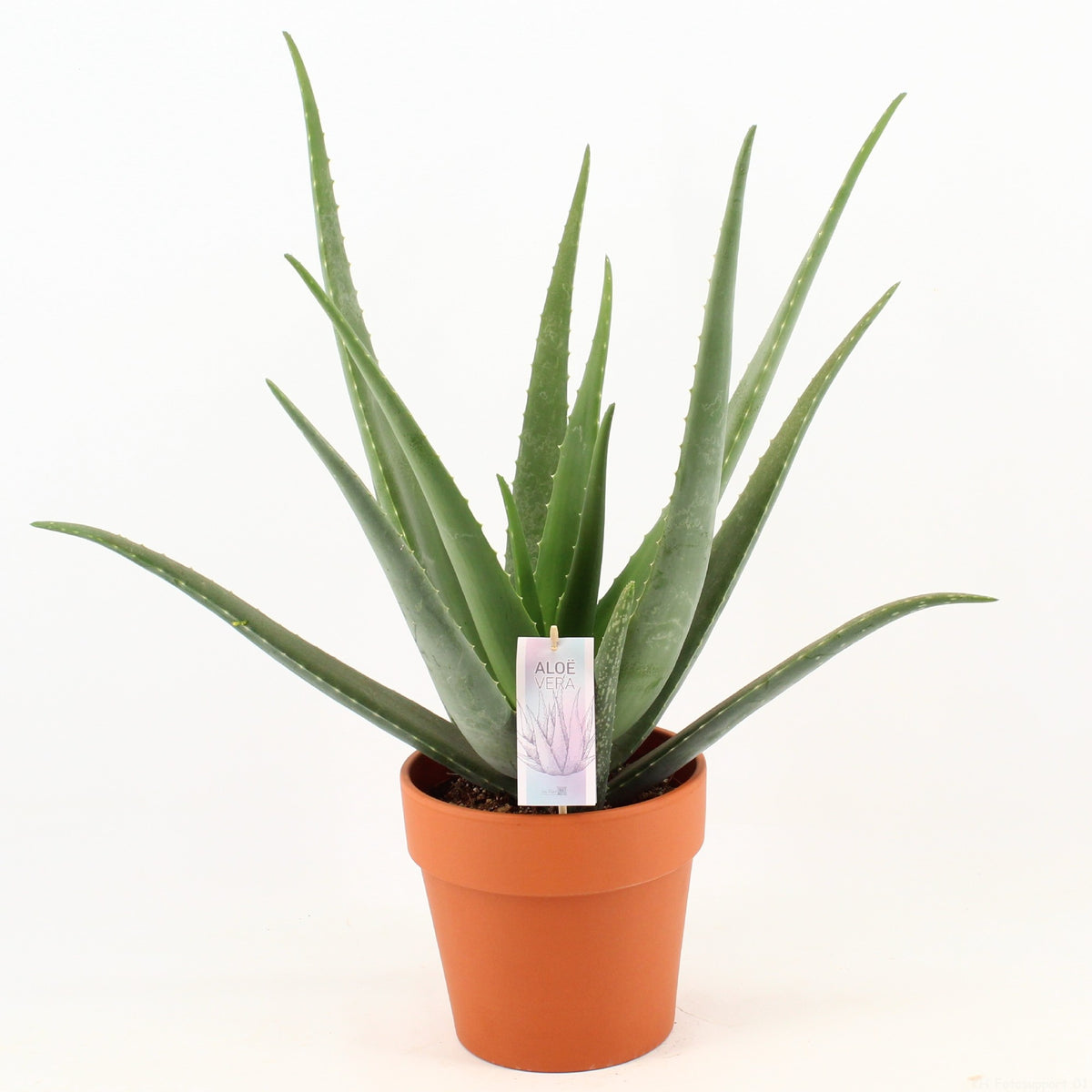 Aloe vera 55cm 21cm Pot
