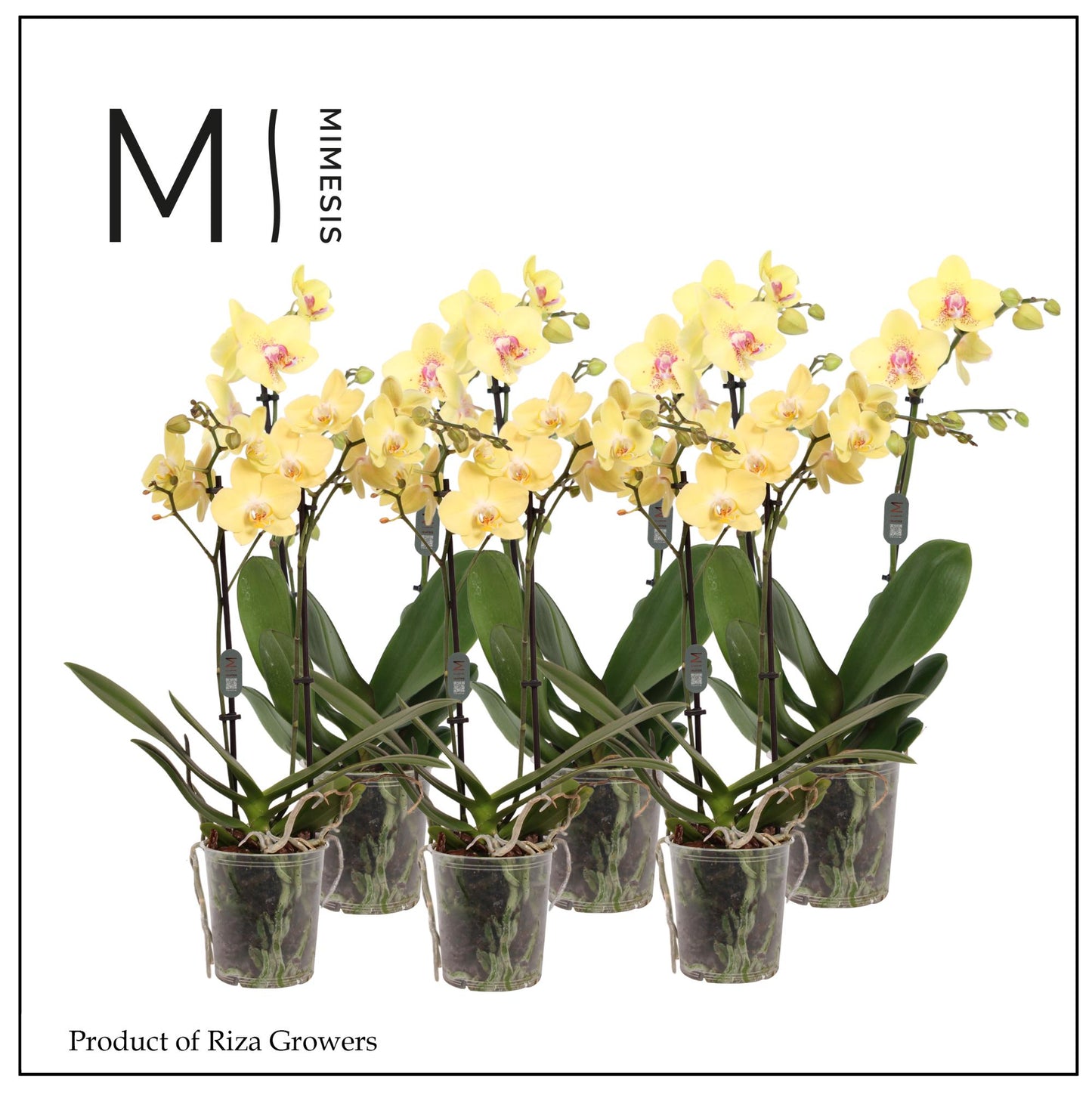 Phalaenopsis yellow 50cm 12cm Pot