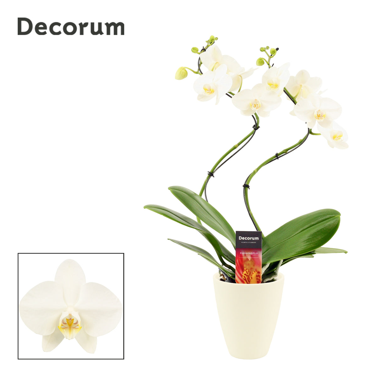 Phalaenopsis white 50cm 12cm Pot