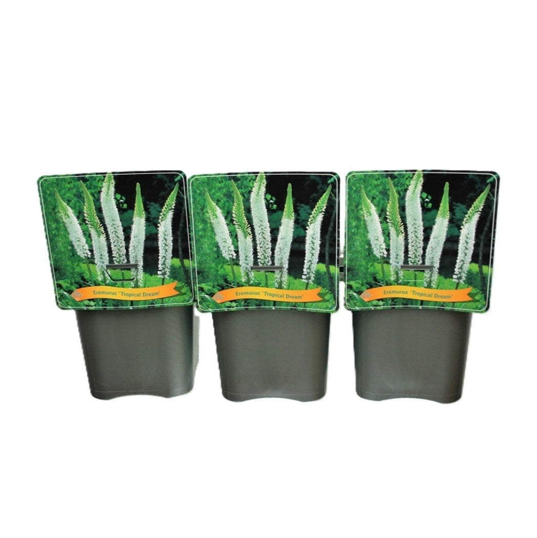 Eremurus Hybrid 35cm 21cm Pot