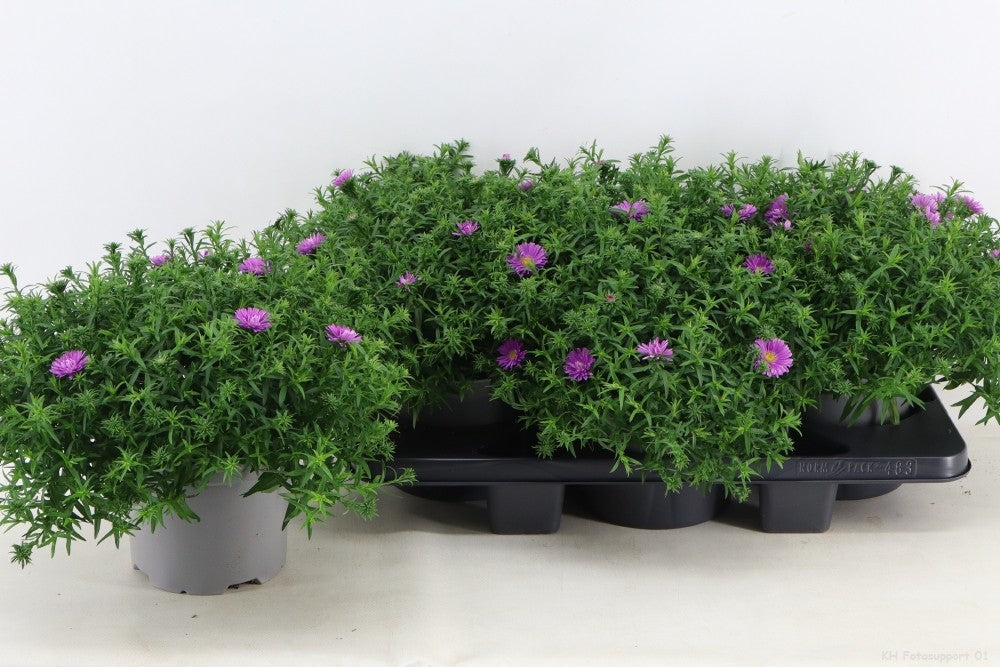 Aster Alpha Light Pink 35cm 17cm Pot