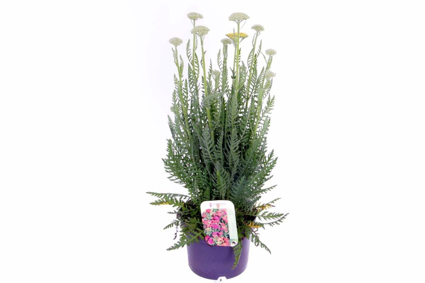 Achillea Milly Rock Yellow 55cm 17cm Pot