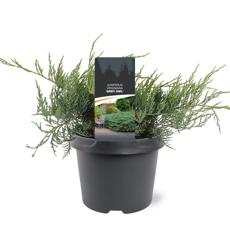 Juniperus virginiana Grey Owl 30cm 19cm Pot