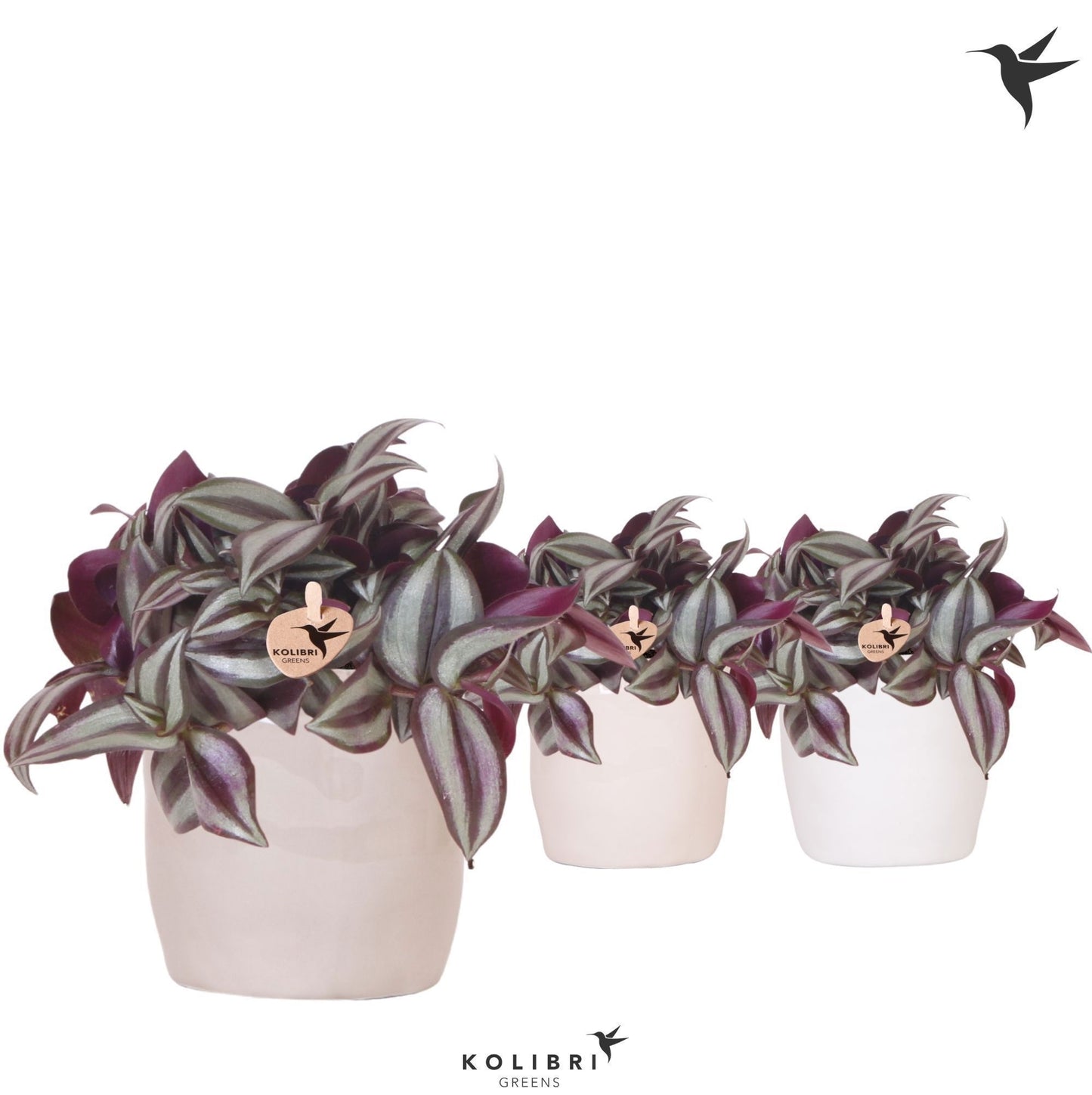 Tradescantia Violet Hill 18cm 9cm Pot