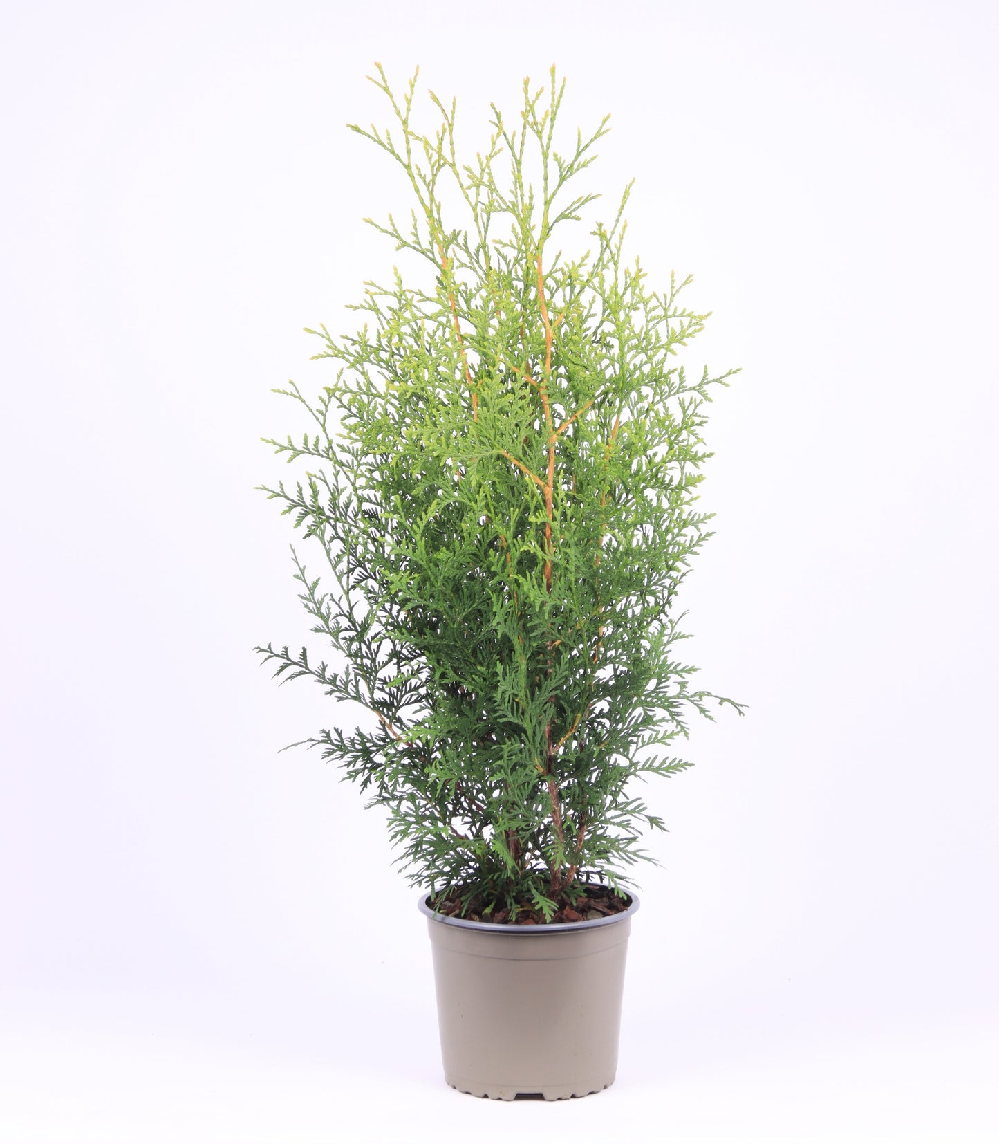 Vredebest, Kwekerij Thuja occidentalis Brabant Pack of 1