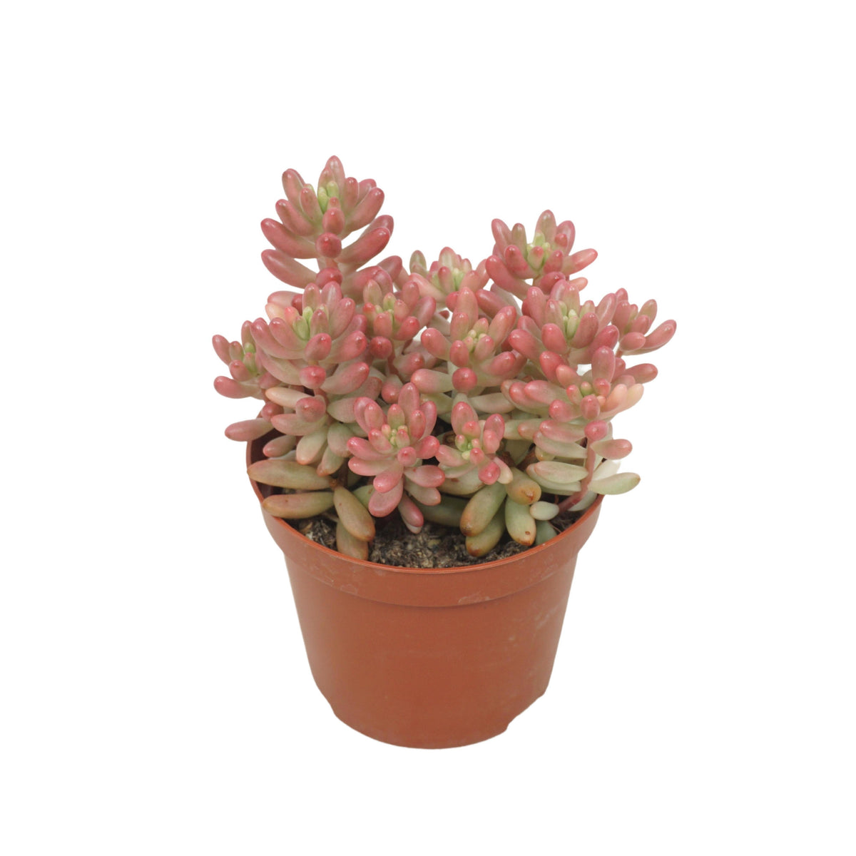Sedum Aurora 10cm 8.5cm Pot