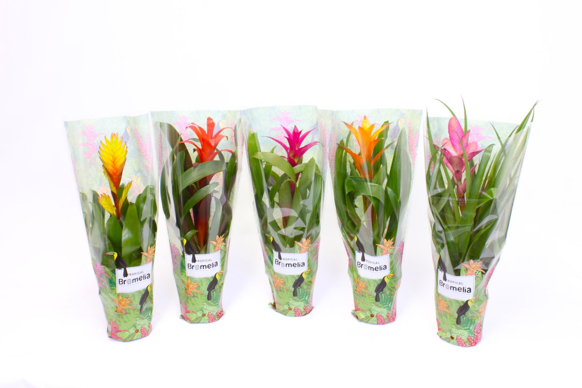 Bromelia mix 45cm 12cm Pot
