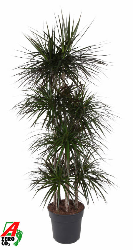 Dracaena Magenta 170cm 34cm Pot