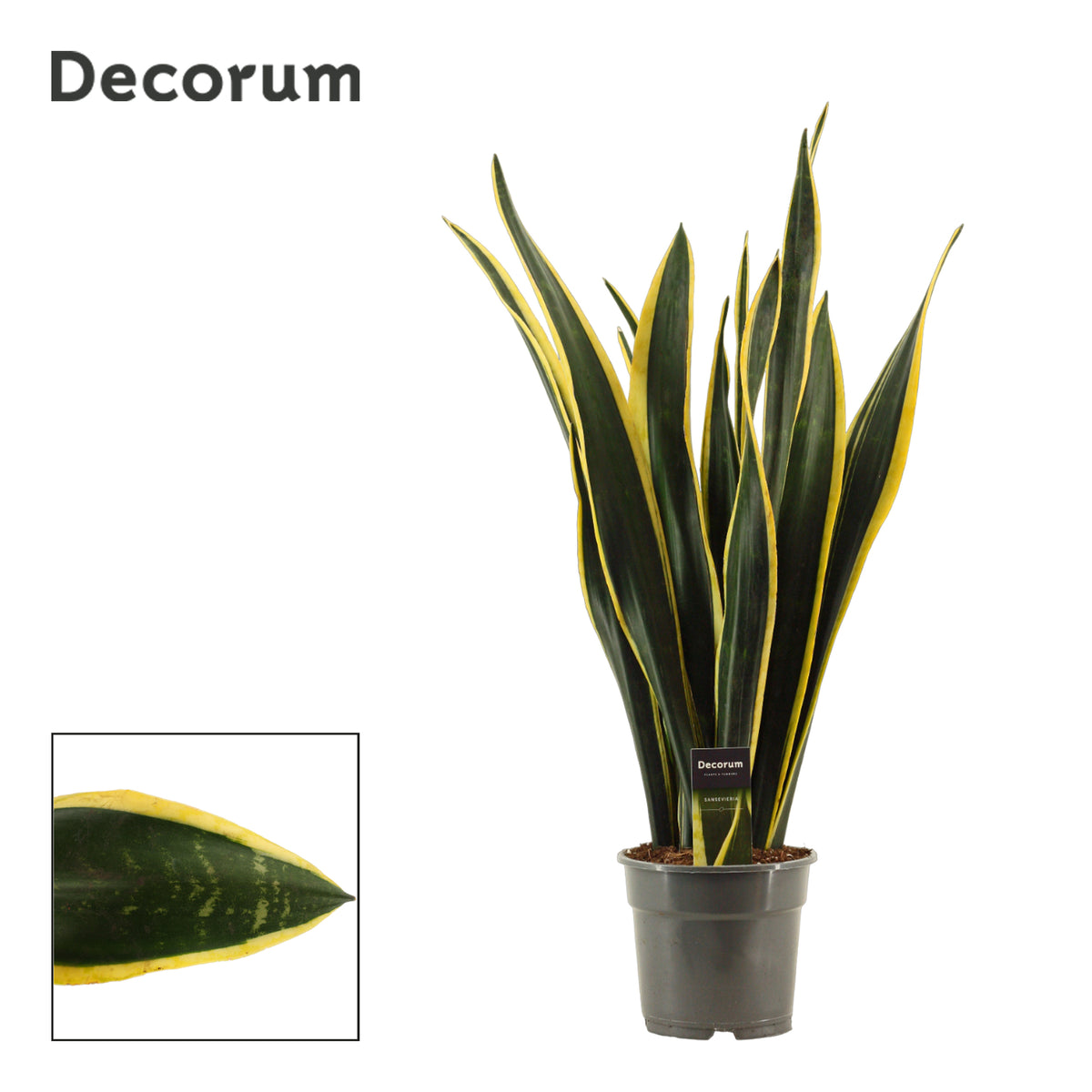 Sansevieria Black Gold 70cm 17cm Pot