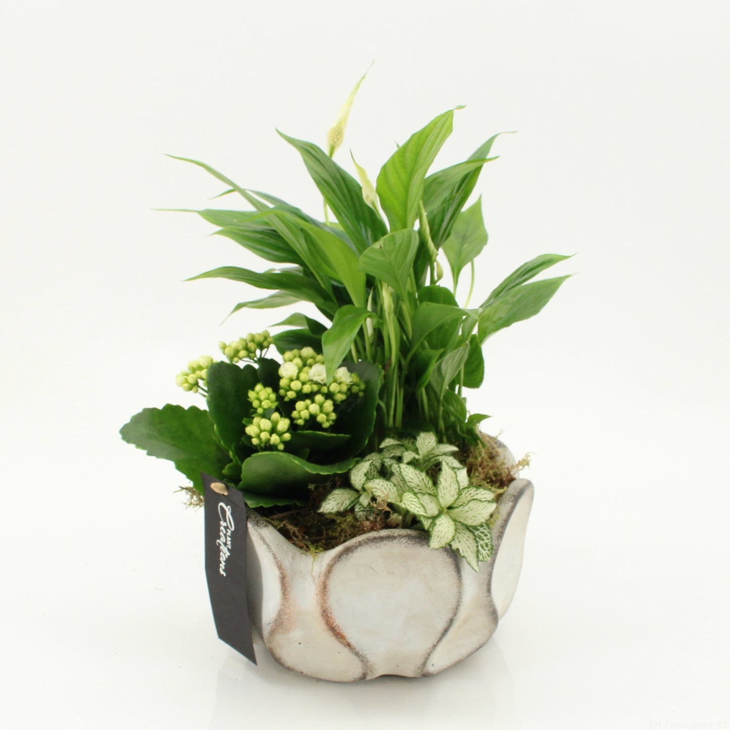 Indoor Flowering arrangement 30cm 19cm Pot