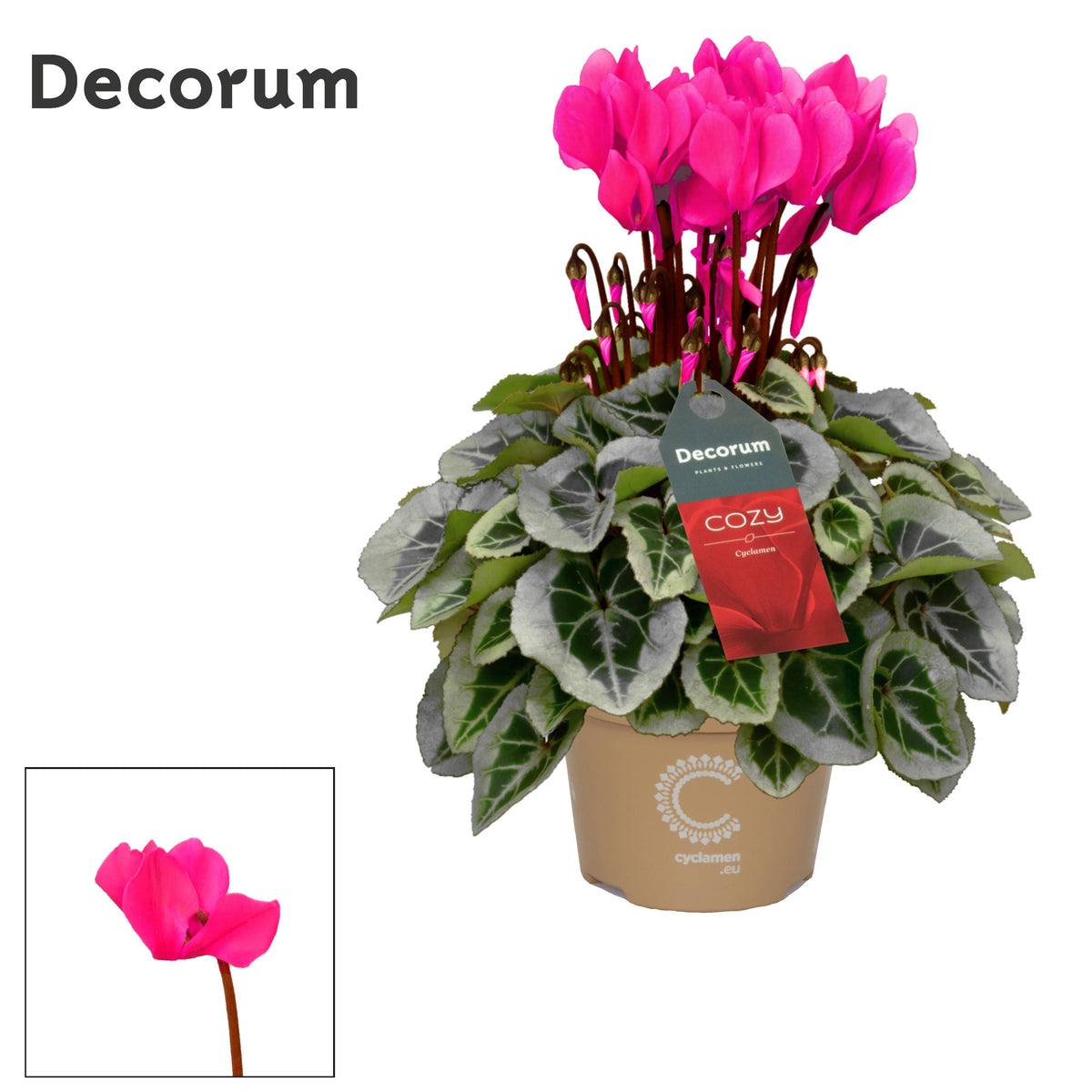 Cyclamen Picasso 25cm 10.5cm Pot