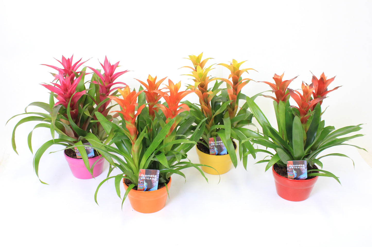 Guzmania mix 45cm 16cm Pot