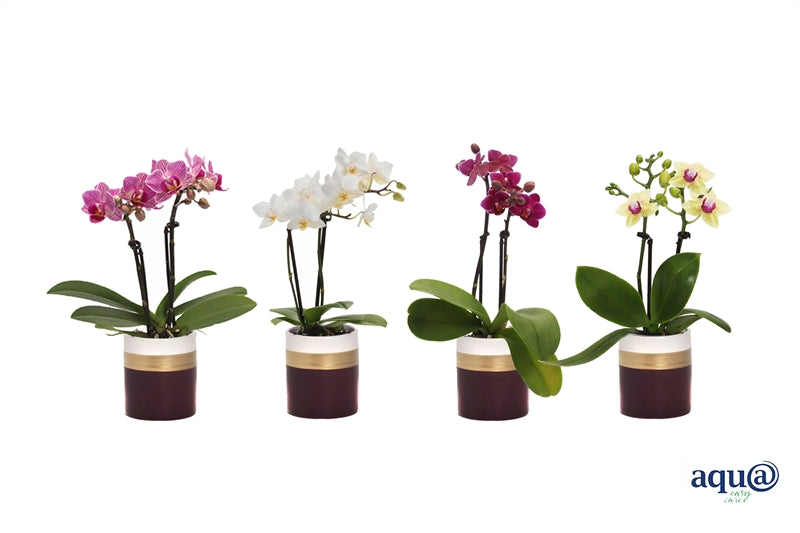 Phalaenopsis hybrid 17cm 6cm Pot