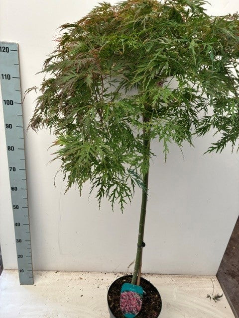 Acer palmatum 120cm 26cm Pot