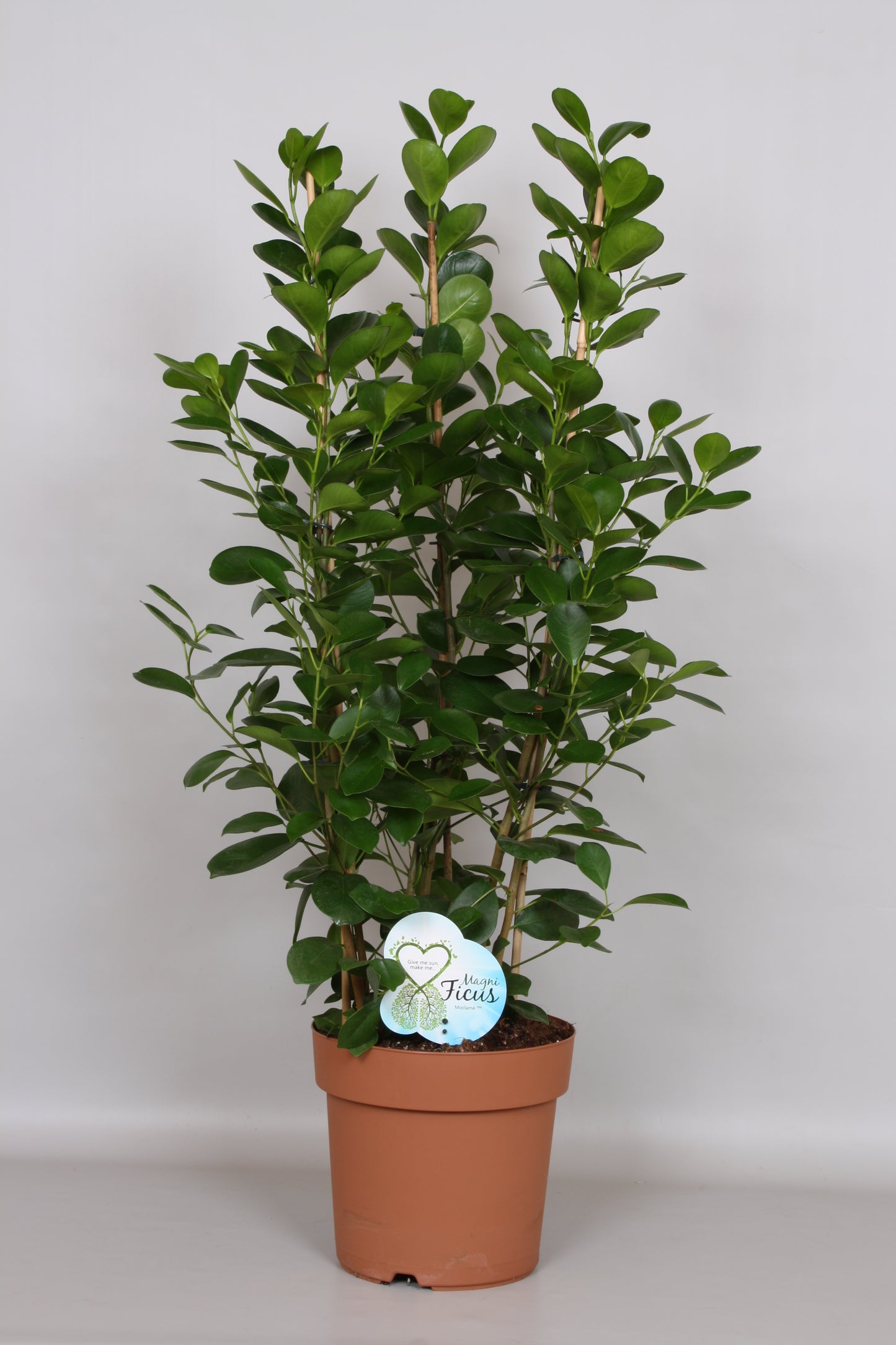Ficus micr. Moclame rek 90cm 24cm Pot