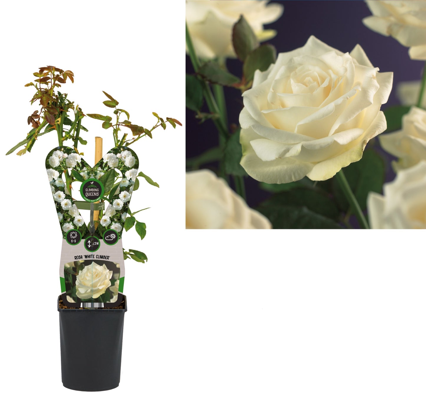 Rose Snow White 40cm 11cm Pot