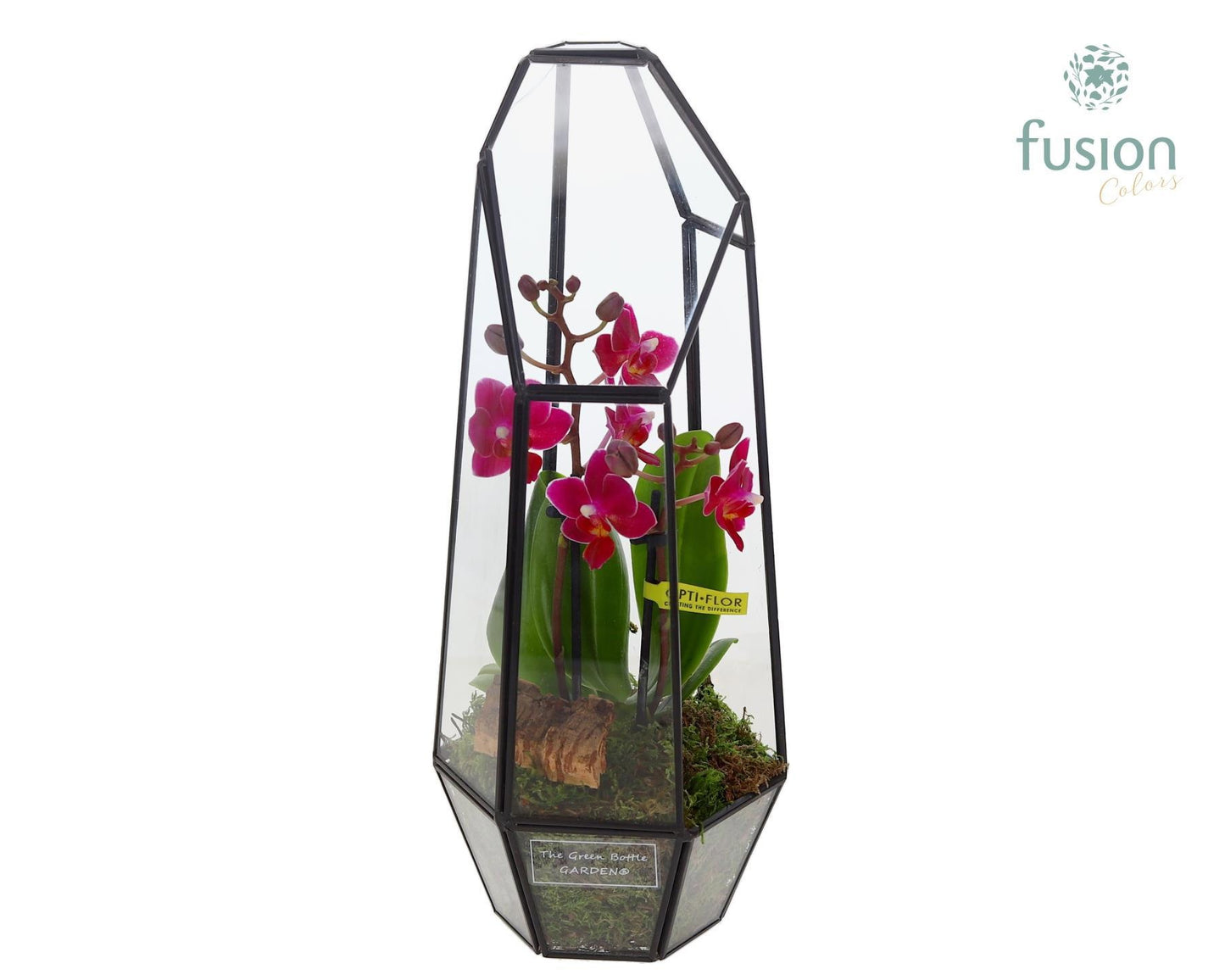 Metalen Lantaarn met Phalaenopsis 29cm 12cm Pot