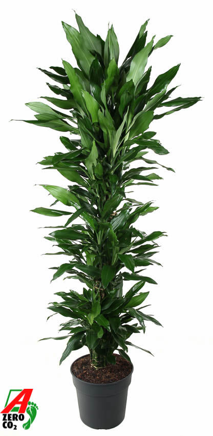 Dracaena frag. Janet Lind branched 170cm 34cm Pot