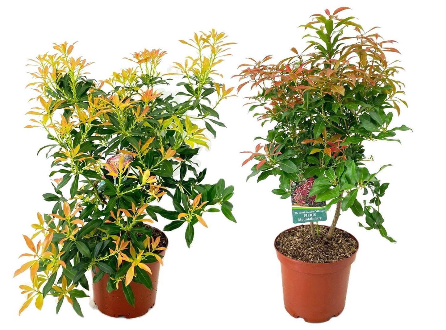 Tetrapanax papyrifer 'Rex' 80cm 24cm Pot