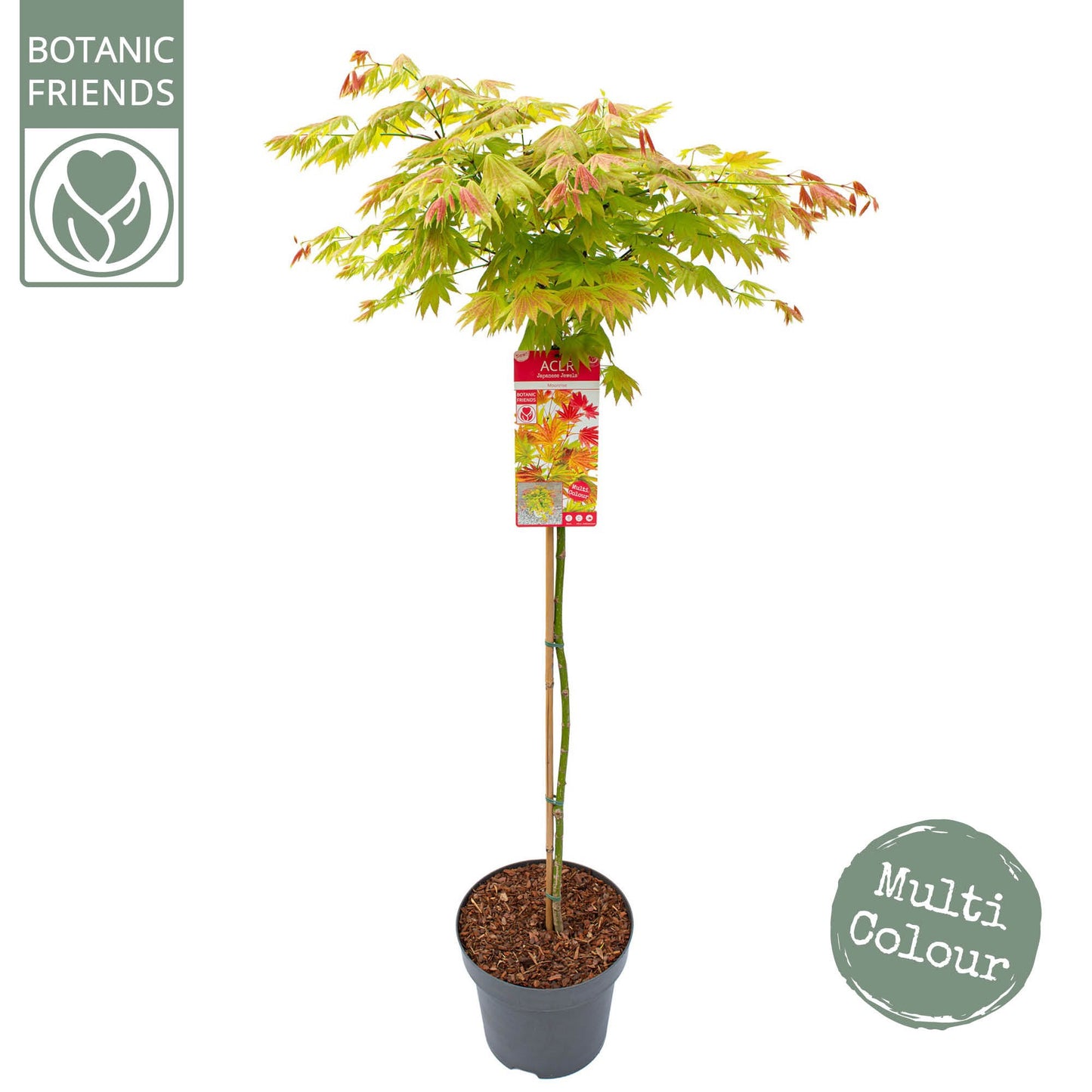Acer shirasawanum 160cm 30cm Pot