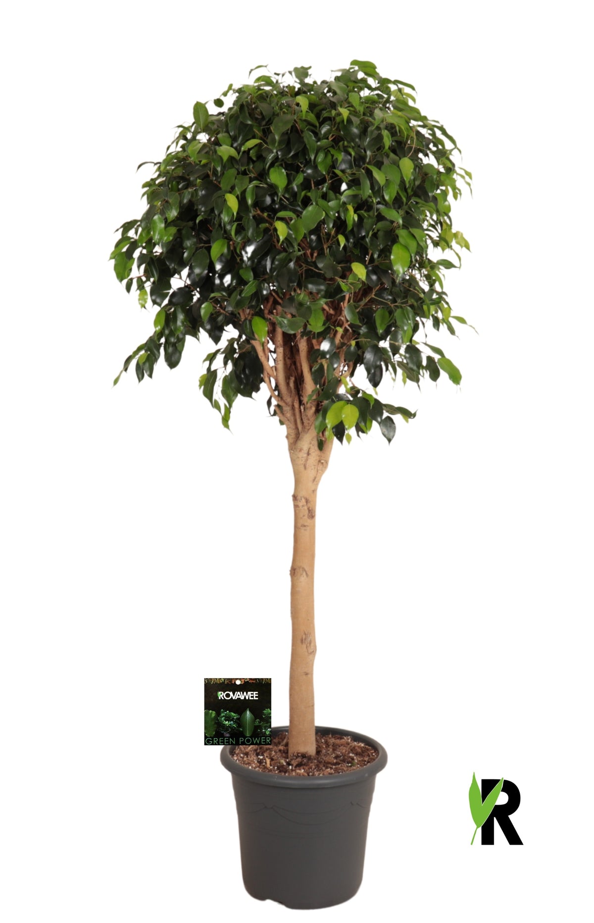Ficus benjamina Danielle 145cm 32cm Pot
