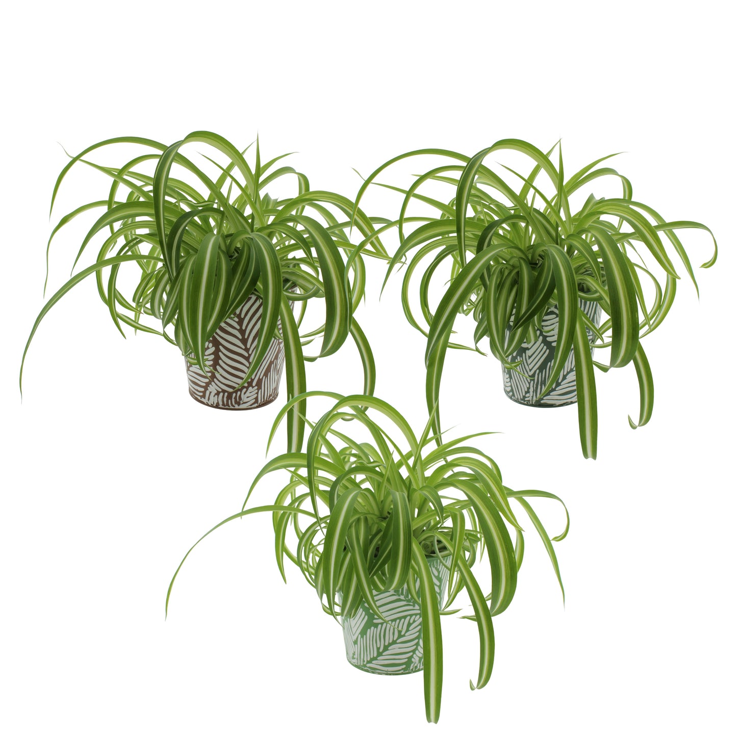 Chlorophytum Bonnie 27cm 12cm Pot