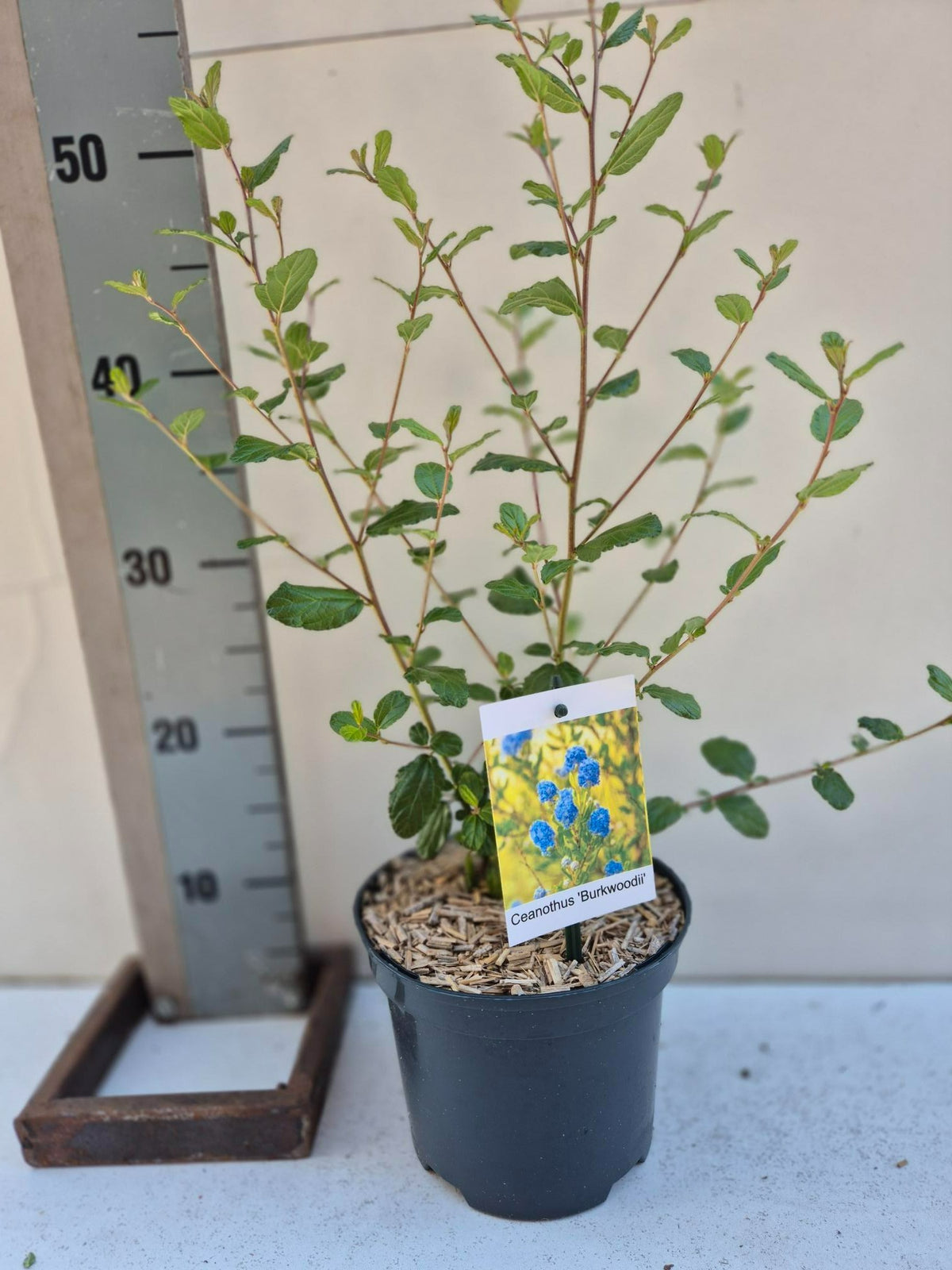 Ceanothus Burkwoodii 40cm 17cm Pot