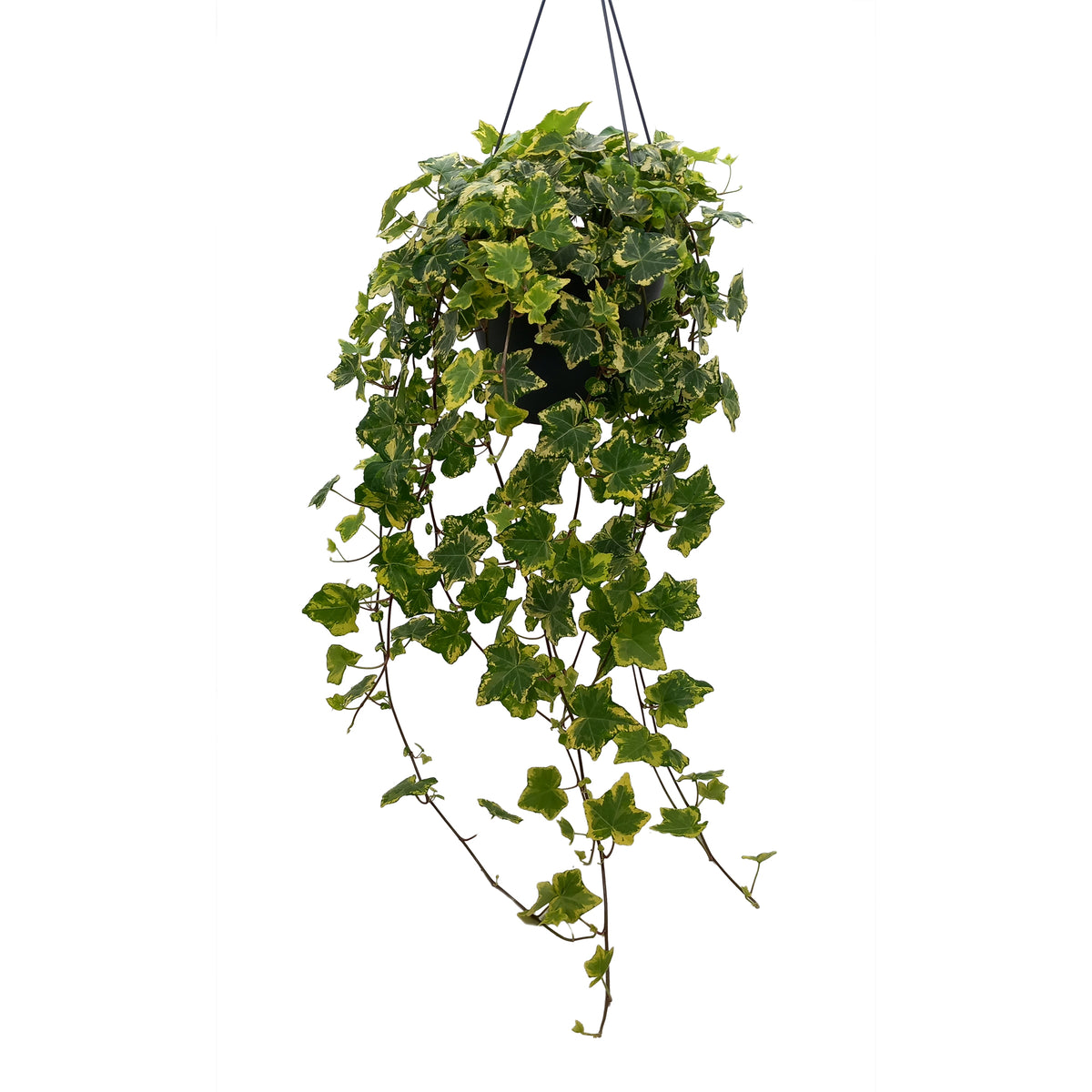 Hedera helix Golden Kolibri 19cm Pot