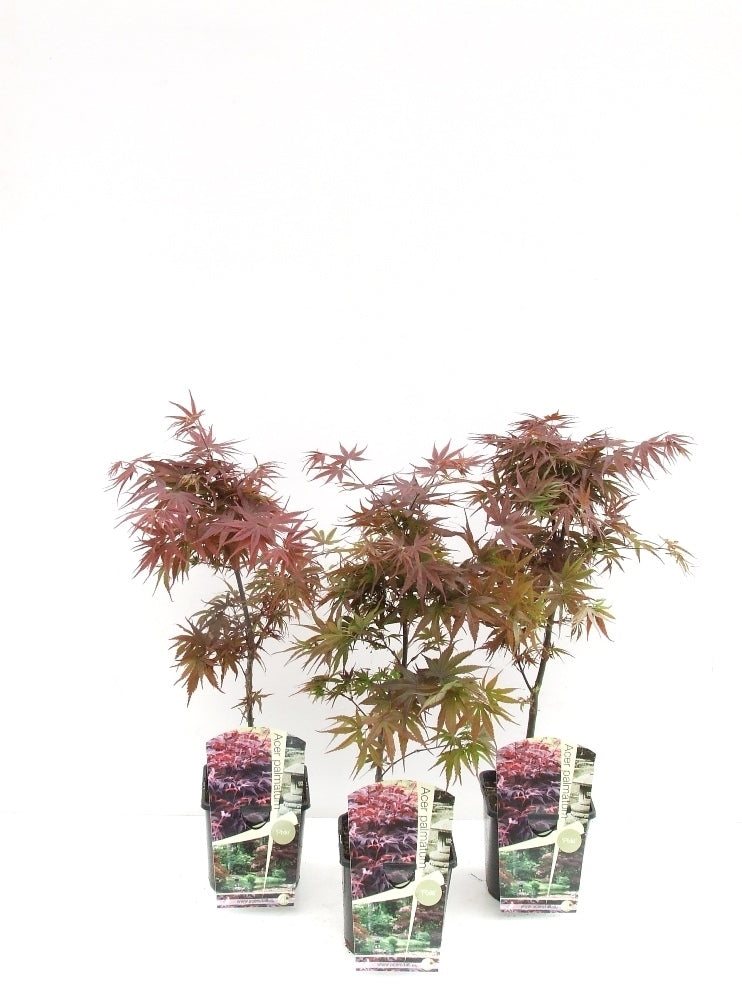 Acer palmatum Pixie 60cm 19cm Pot