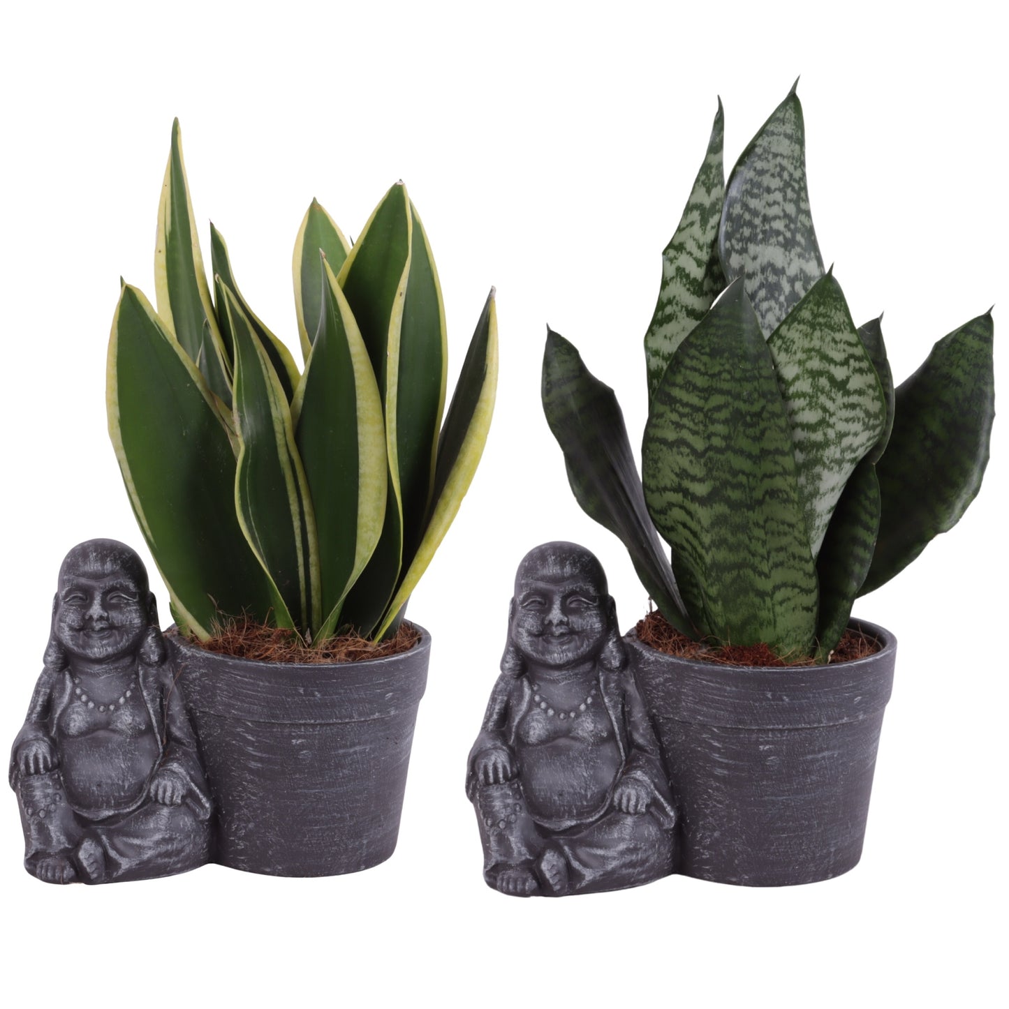 Sansevieria trifasciata 35cm 21cm Pot
