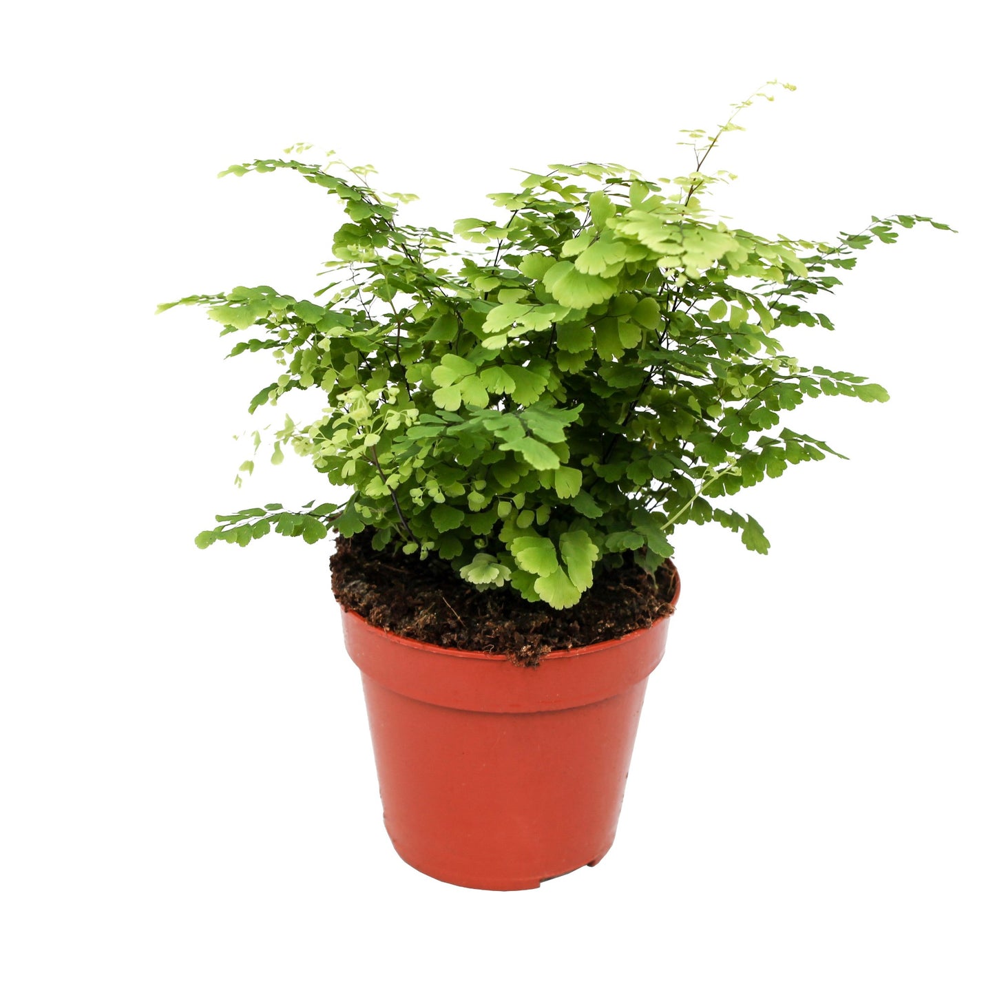 Adiantum Fritz-Luthi 30cm 12cm Pot
