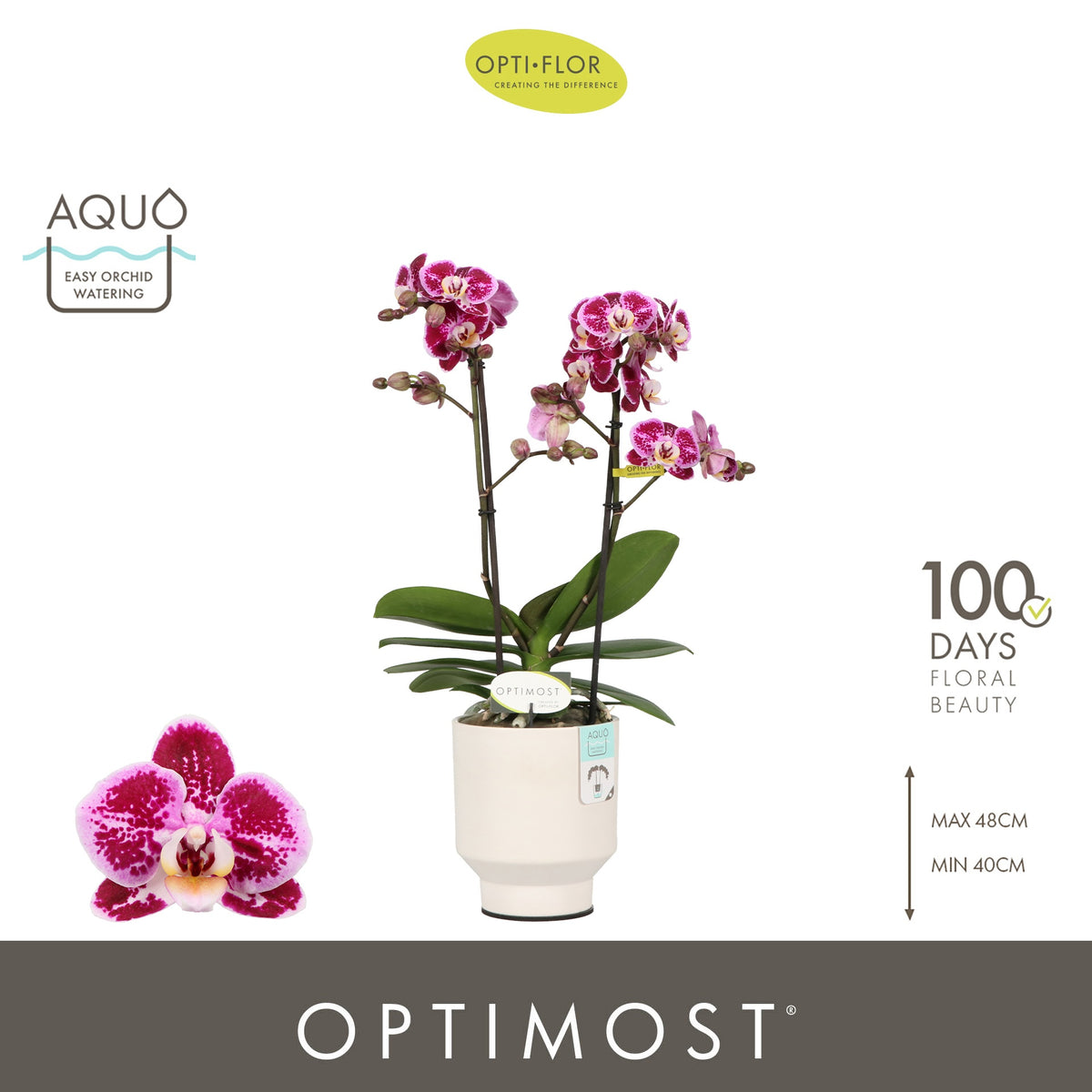 Phalaenopsis mf. Bubbles 45cm 12cm Pot