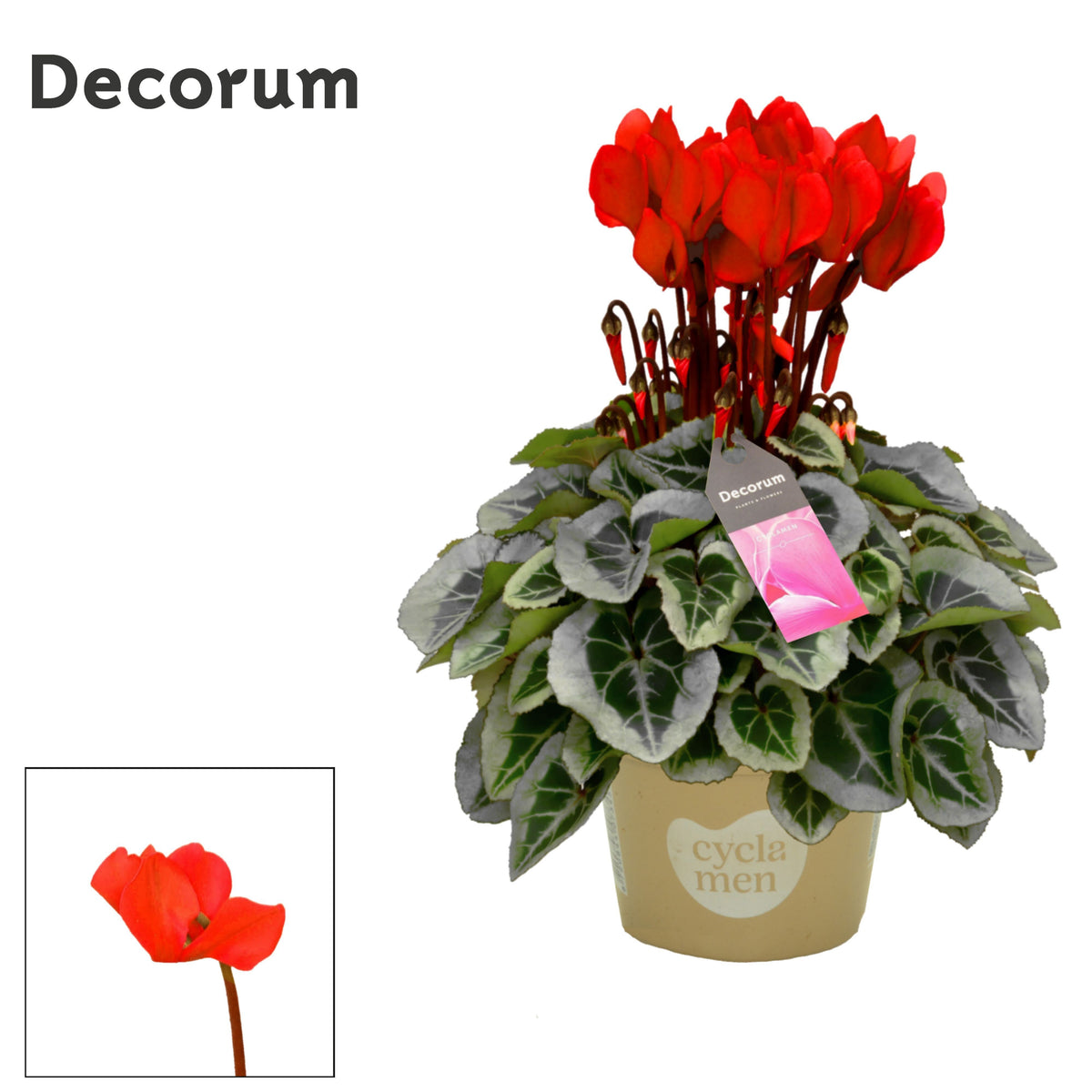Cyclamen Picasso red 25cm 10.5cm Pot