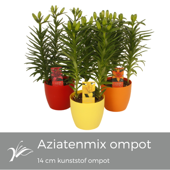 Lilium Asiatic mix 38cm 14cm Pot