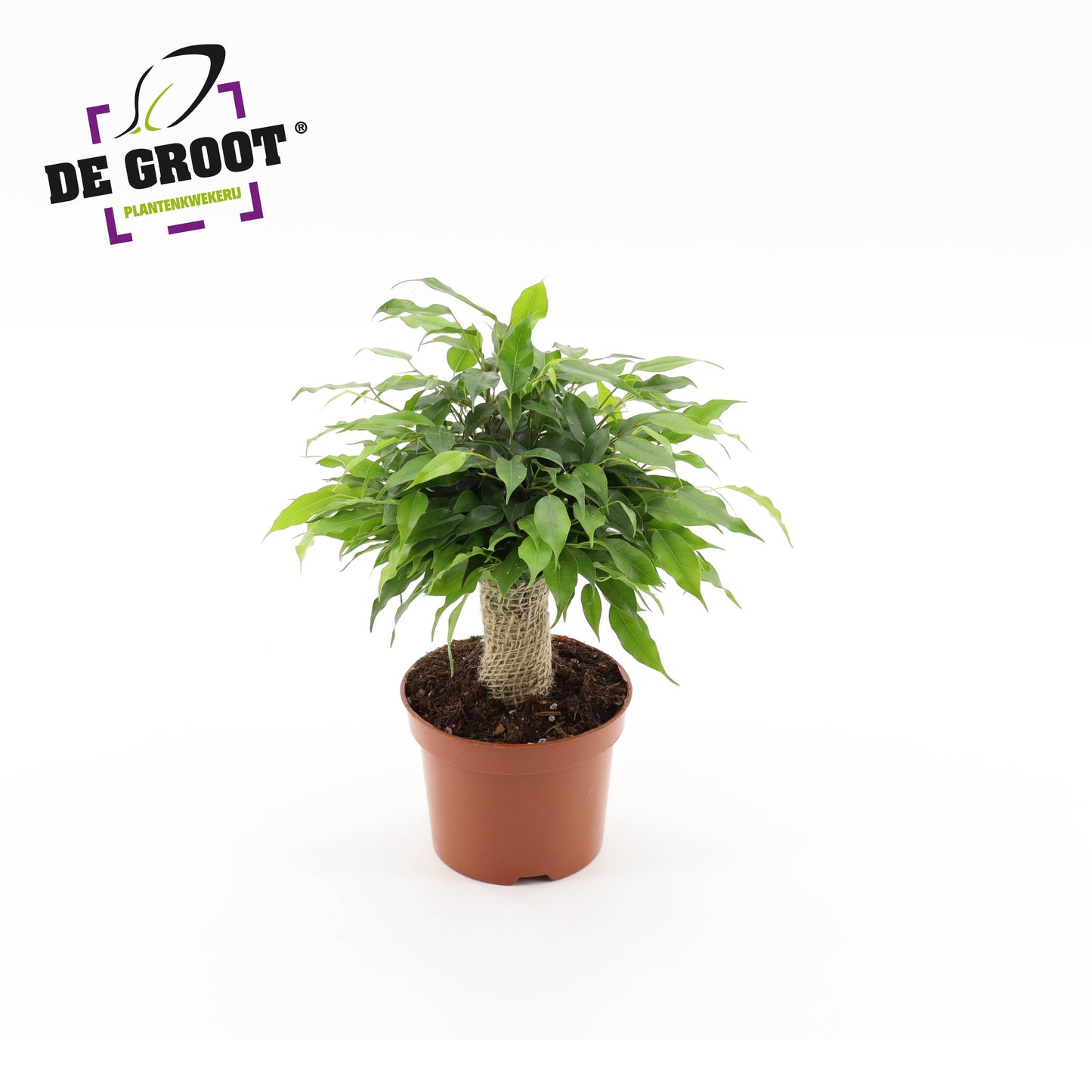 Ficus benj. Green Kinky 30cm 12cm Pot