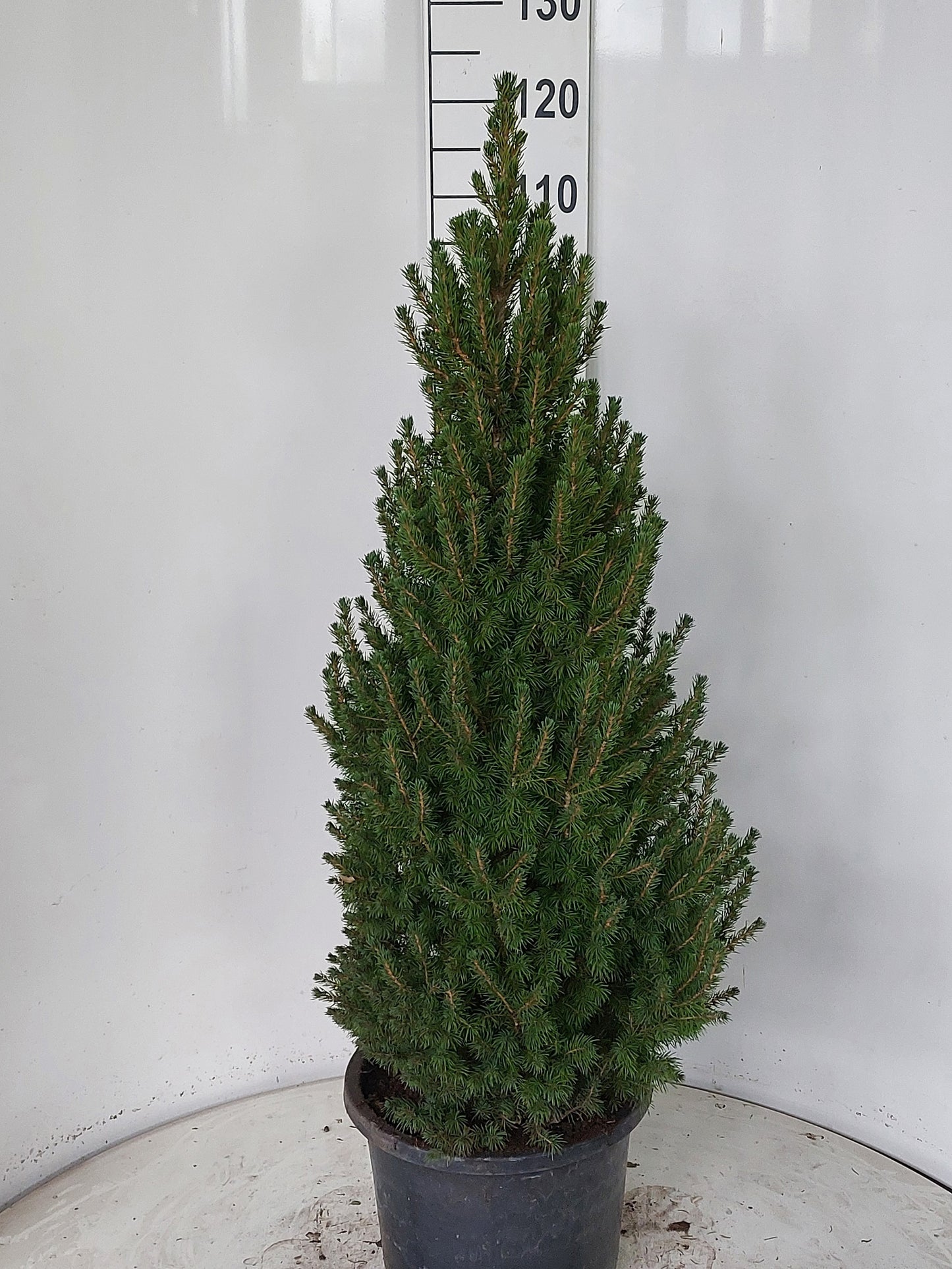 Picea glauca Perfecta 120cm 32cm Pot