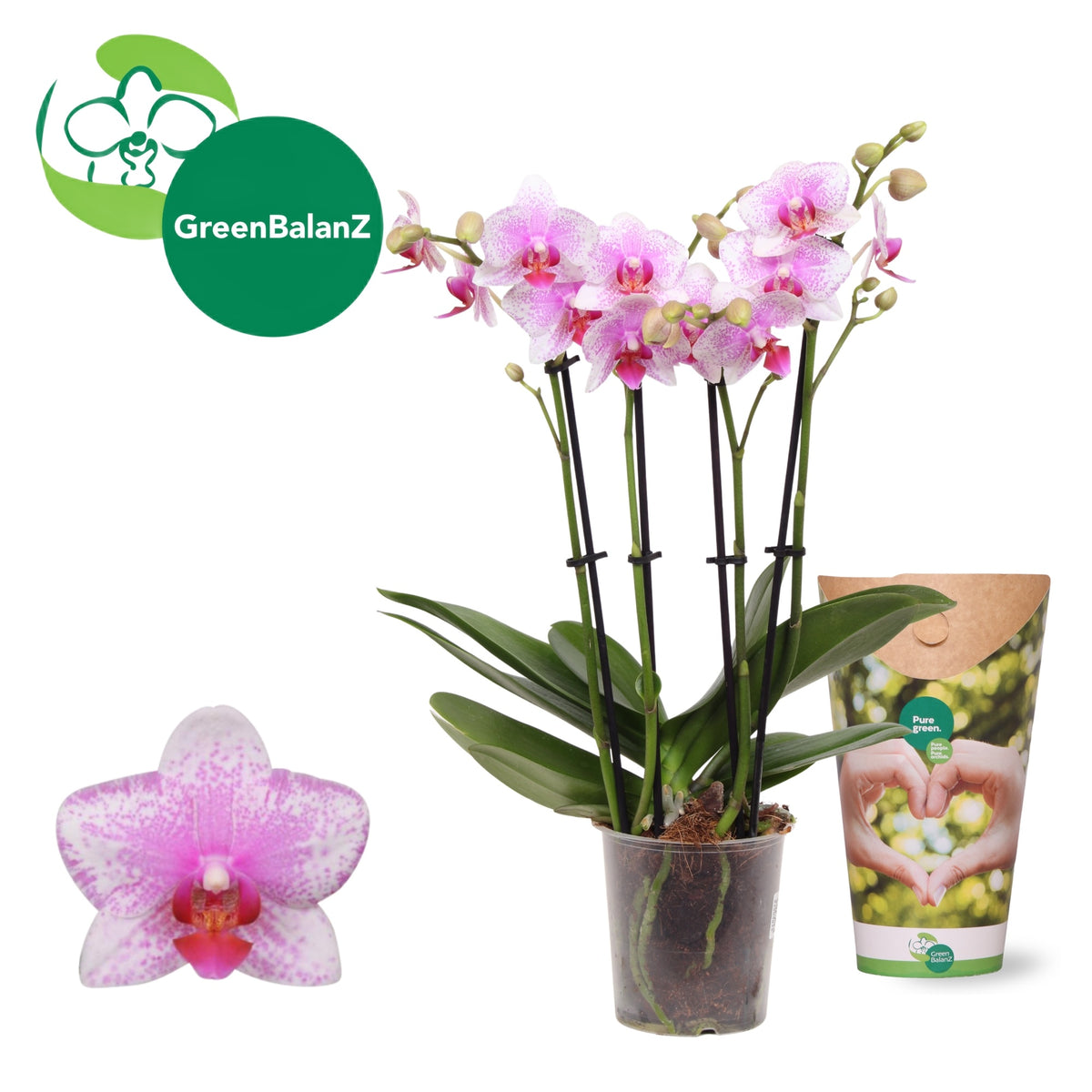Phalaenopsis Rotterdam 50cm 12cm Pot
