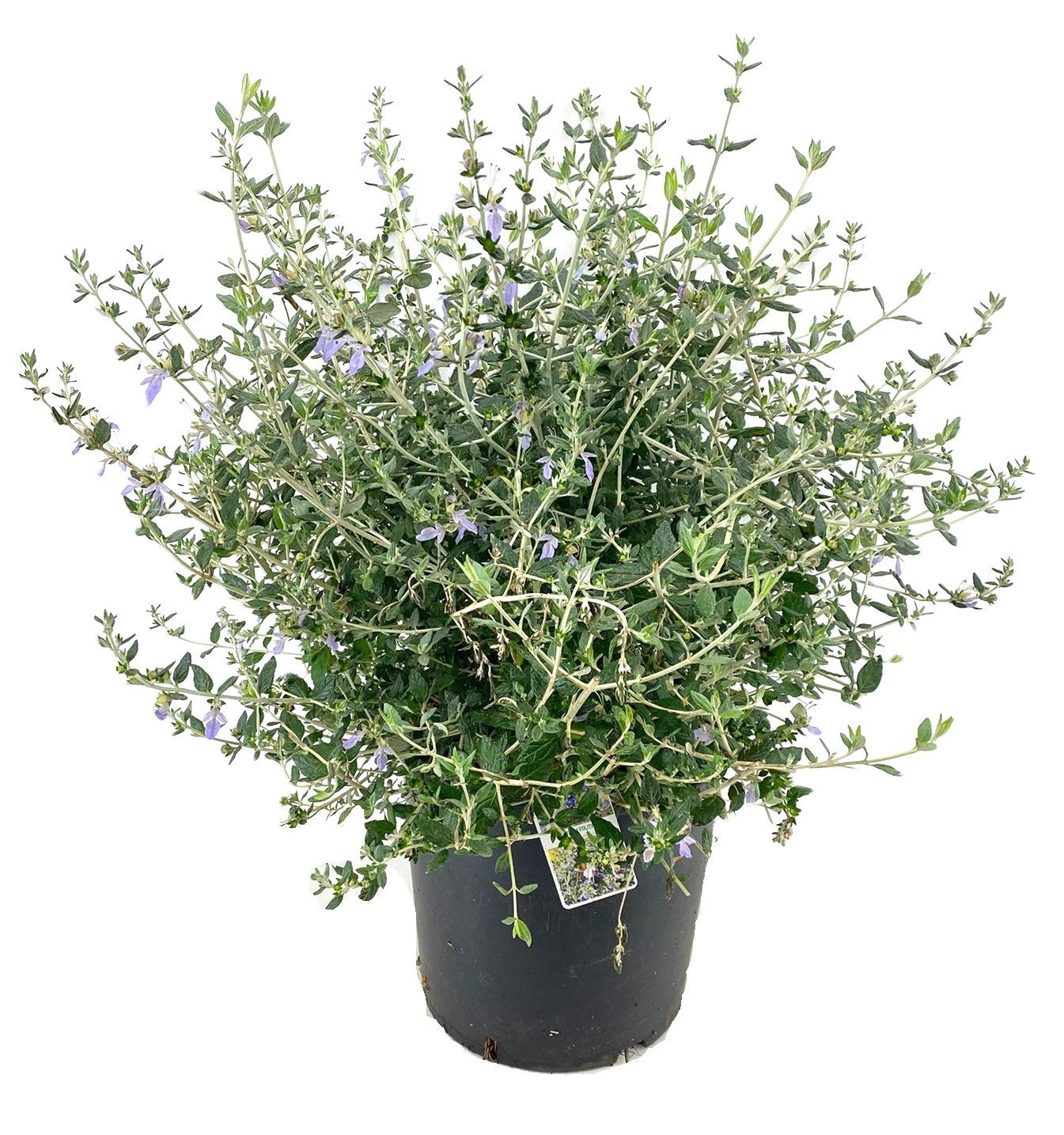 Teucrium fruticans 105cm 30cm Pot