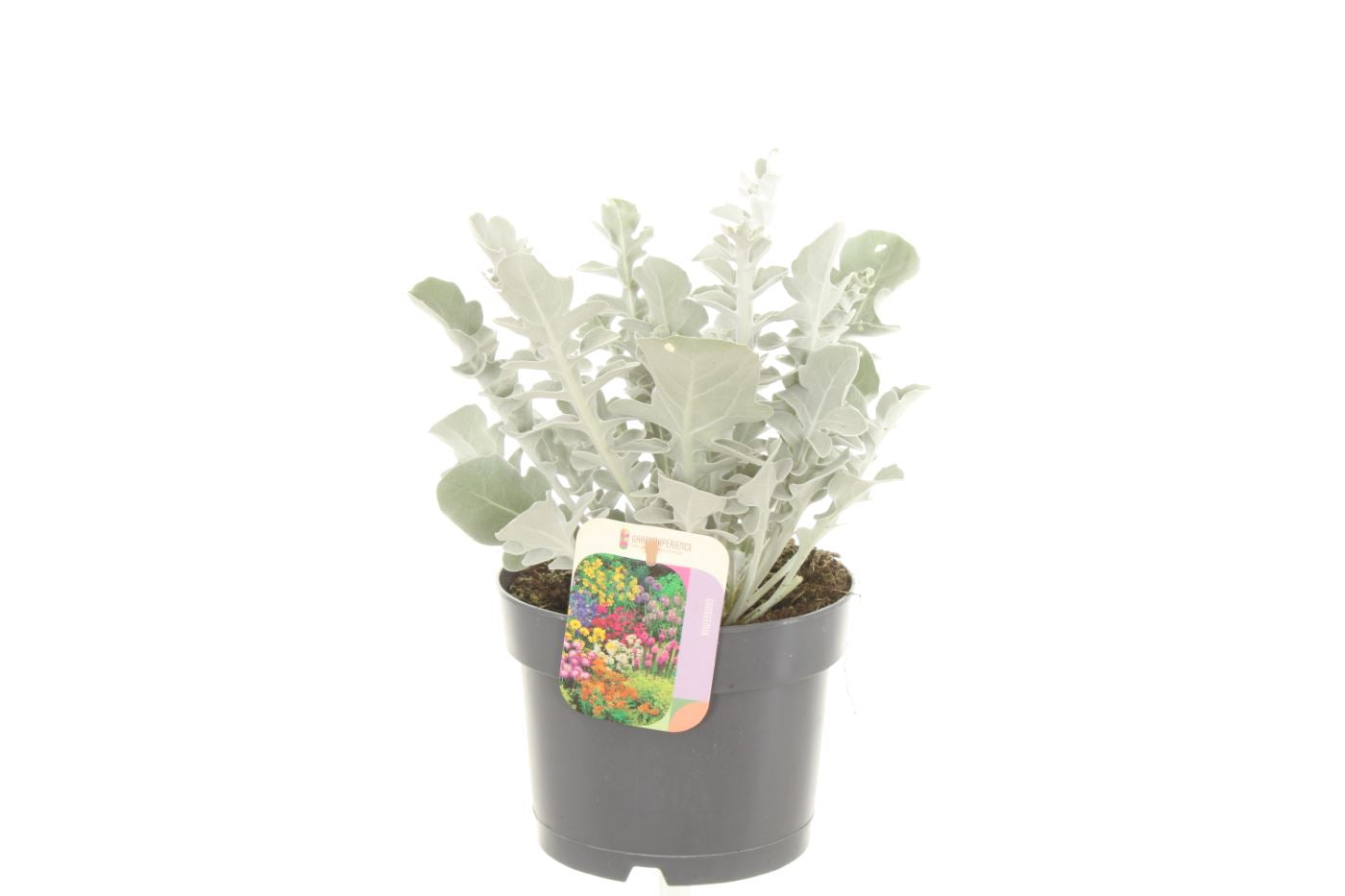 Centaurea (cornflower) 30cm 17cm Pot