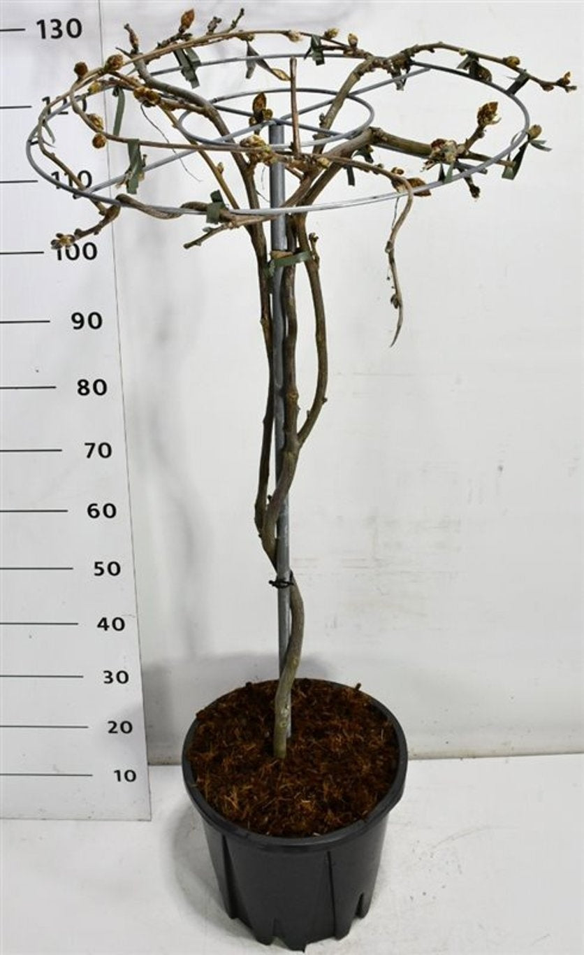 Bloemenkampen BV, Hkw. de Wisteria Hybrid mix Pack of 1