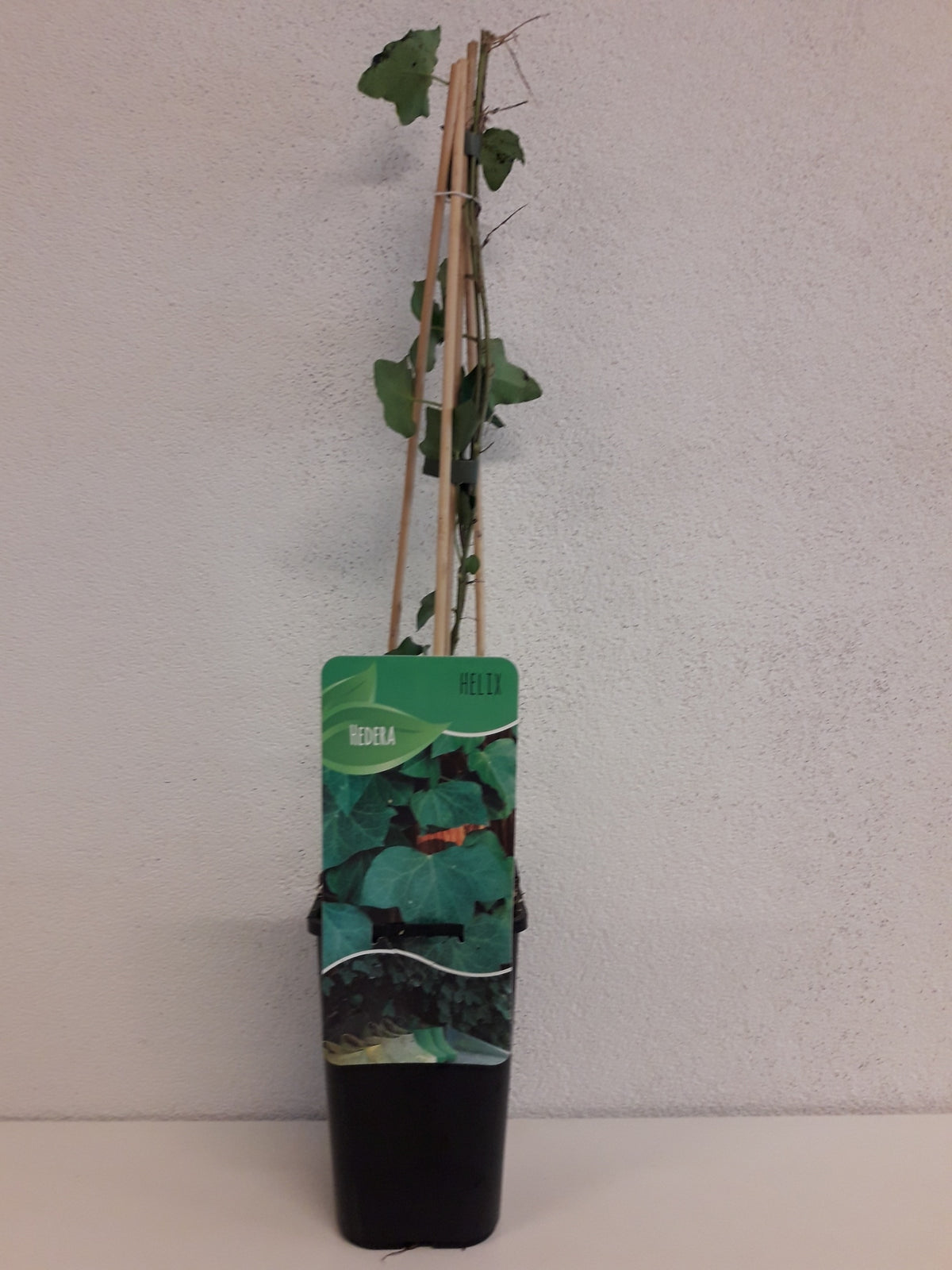 Hedera helix 14cm Pot