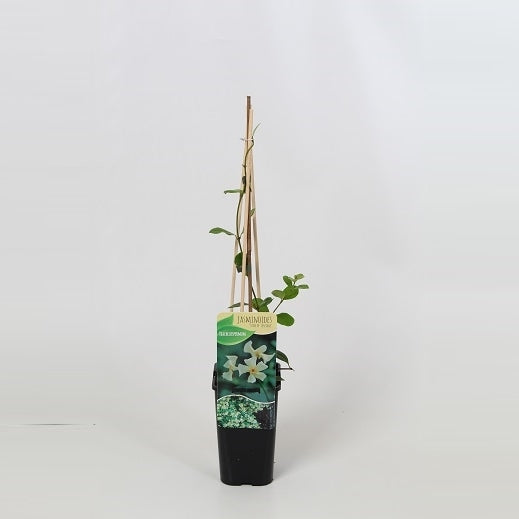Trachelospermum Star of Toscane 60cm 14cm Pot