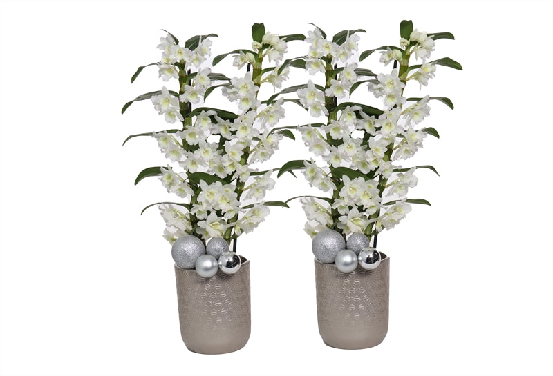 Dendrobium Apollon 40cm 12cm Pot