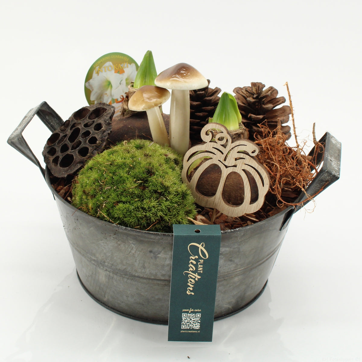 arr. Hippeastrum 25cm 23cm Pot