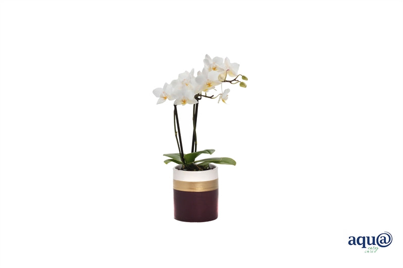 Phalaenopsis hybrid 17cm 6cm Pot