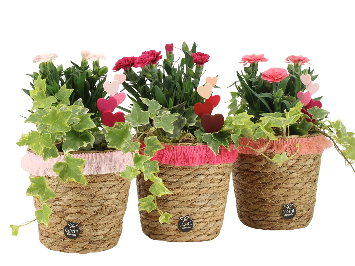Outdoor arrangement 25cm 13cm Pot