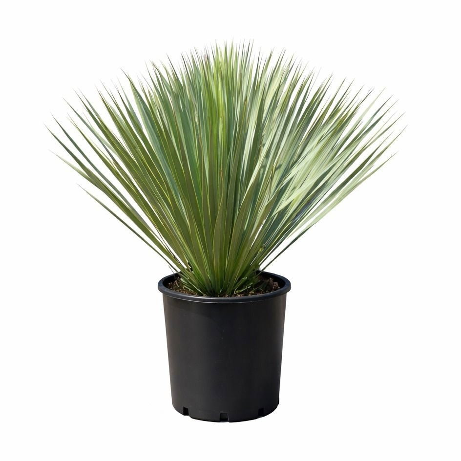 Yucca rostrata 65cm 27cm Pot