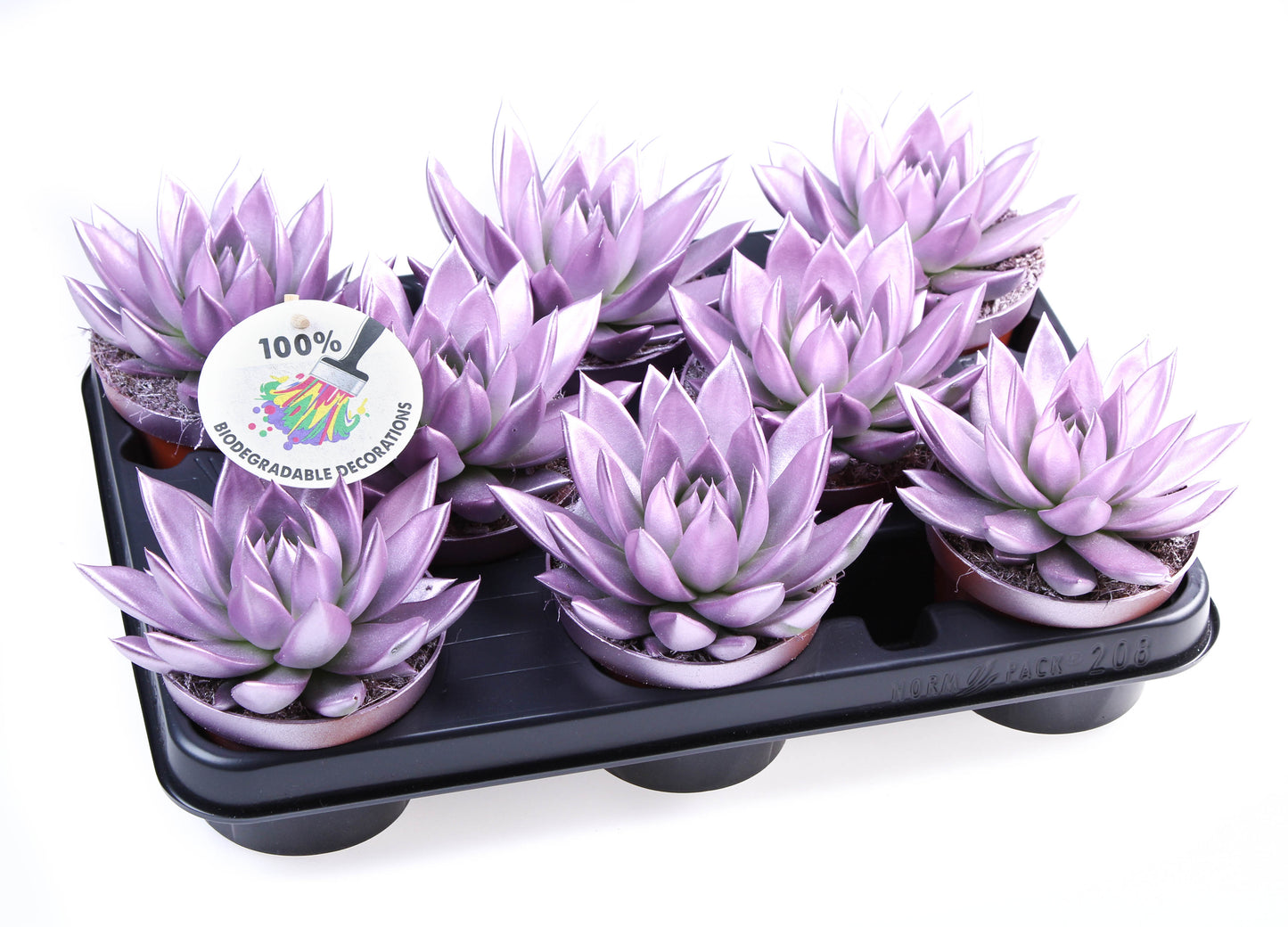 Rainbow Metallic pink 12cm 510cm Pot
